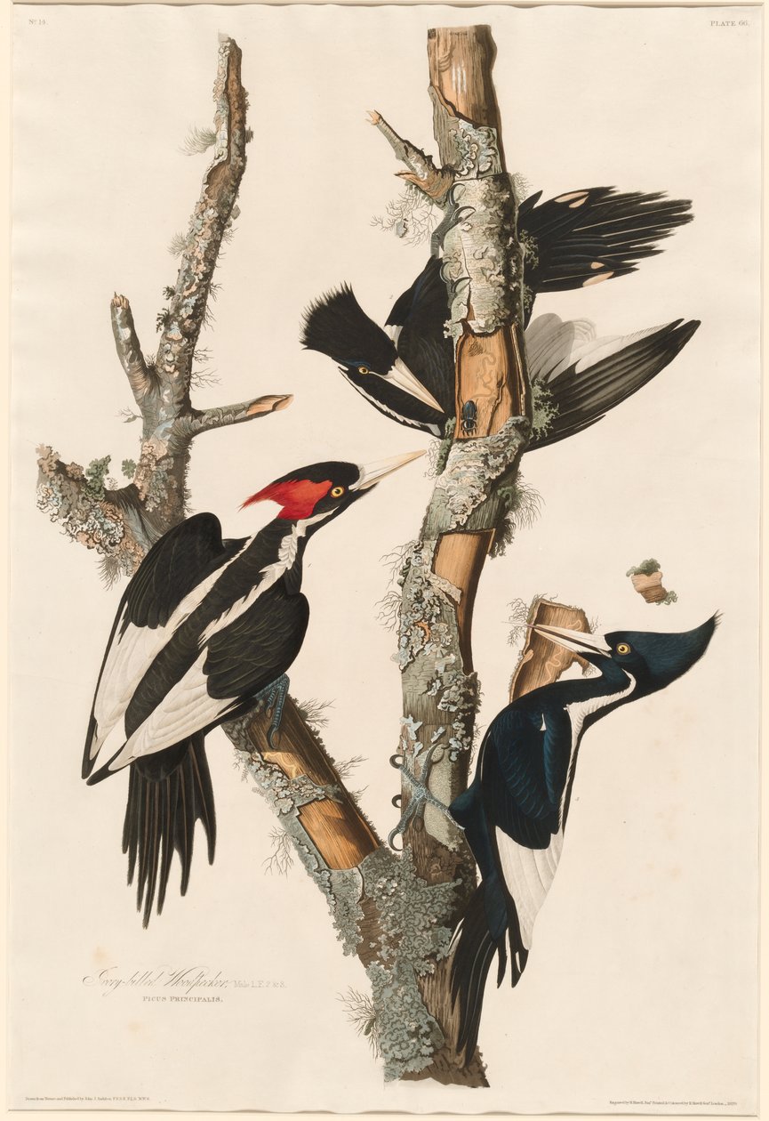 Pájaro Carpintero de Pico de Marfil, 1829 de John James Audubon