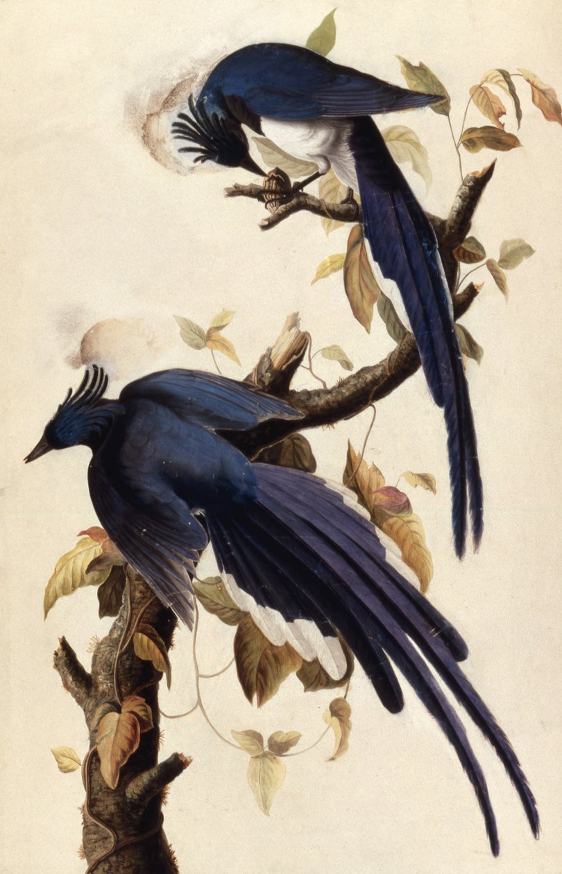 Urraca Jay, 1829 de John James Audubon