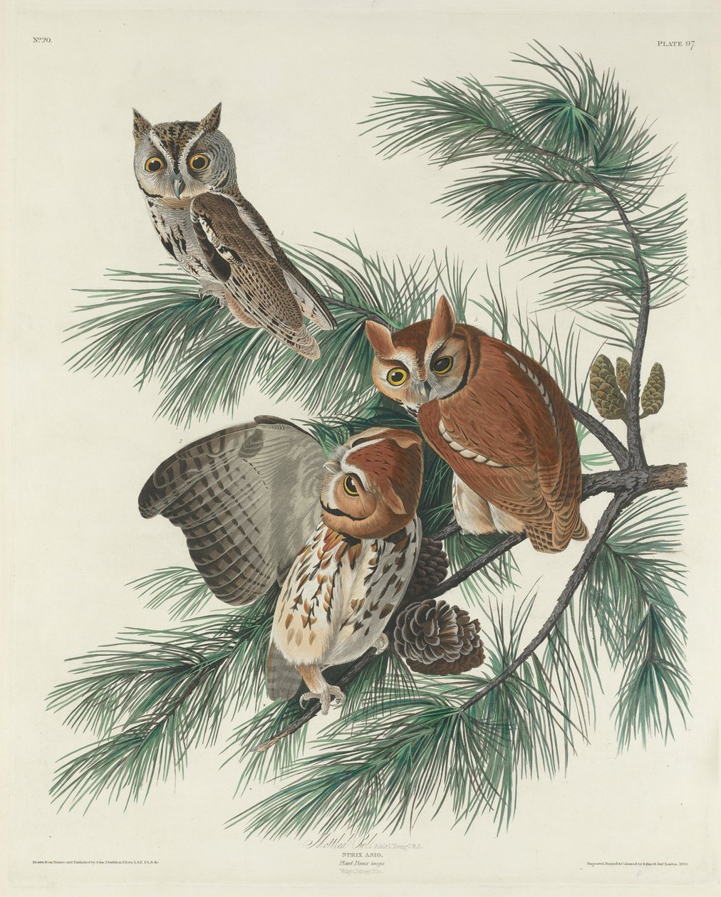 Búho moteado, 1830 de John James Audubon
