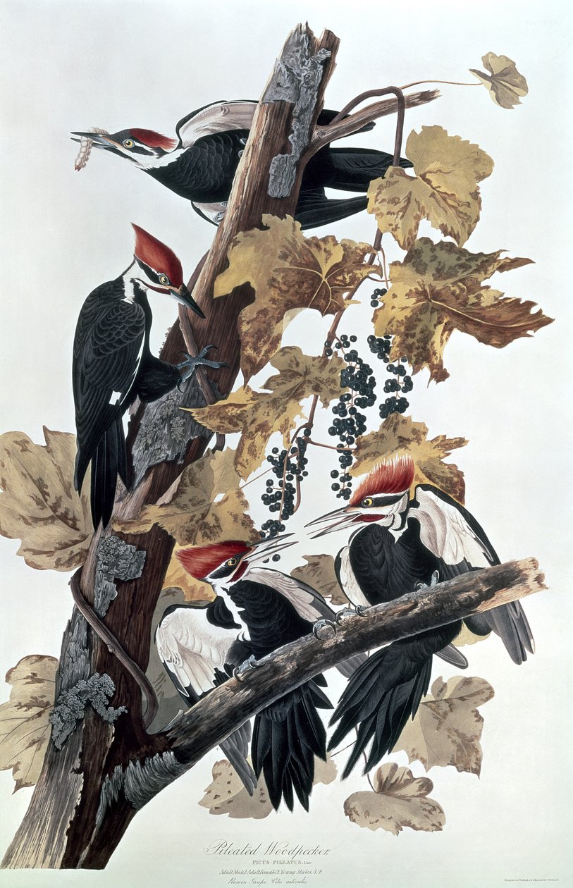 Pájaros Carpinteros Pileated de John James Audubon