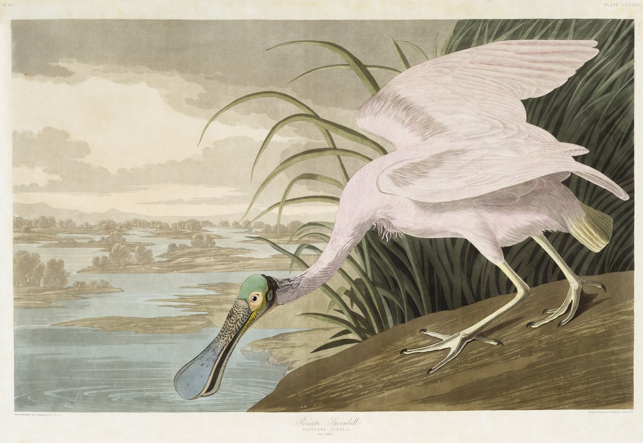 Espátula rosada, 1836 de John James after Audubon