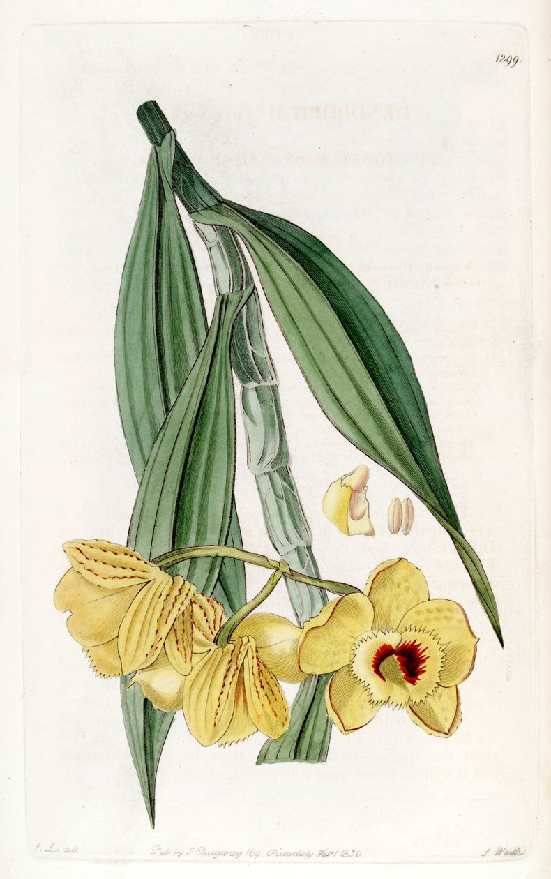 Dendrobium chrysanthum de John Lindley