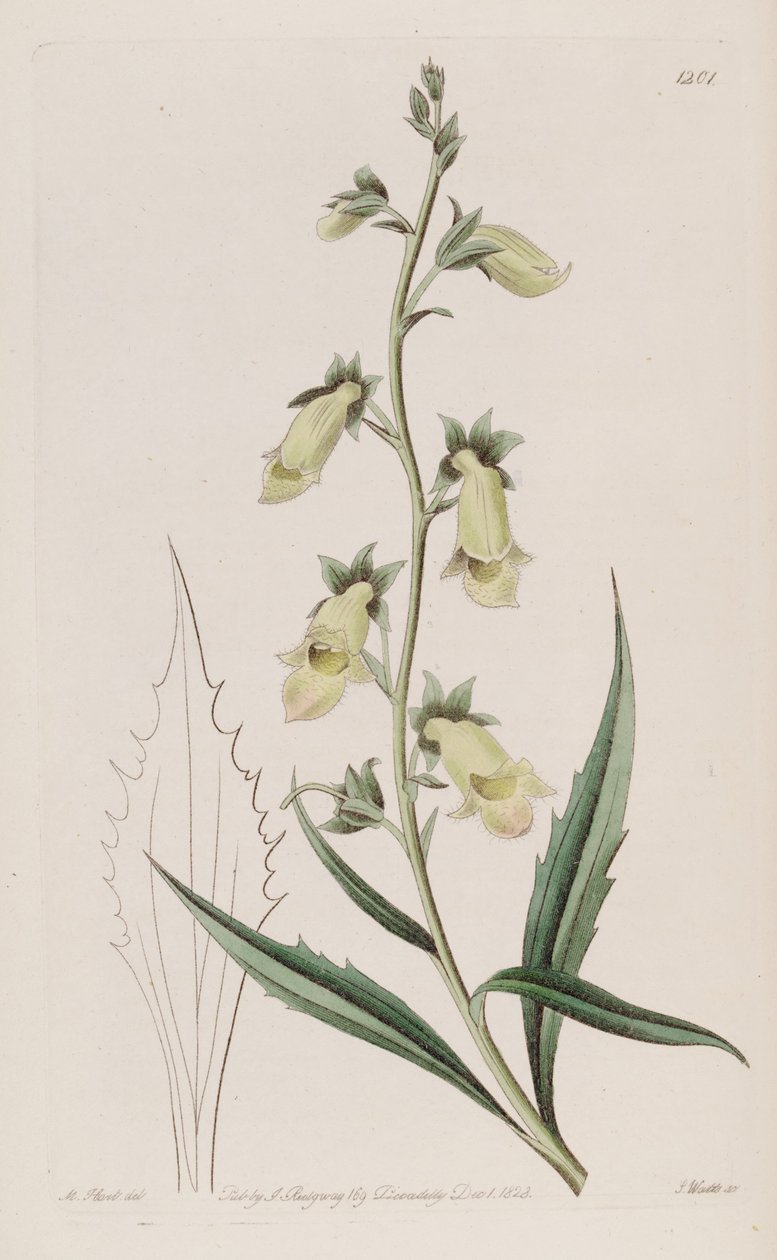 Digitalis obscura subsp. laciniata de John Lindley