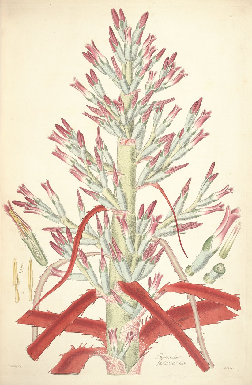 Ilustración de Bromelia pinguin (como sin. Bromelia fastuosa) de John Lindley