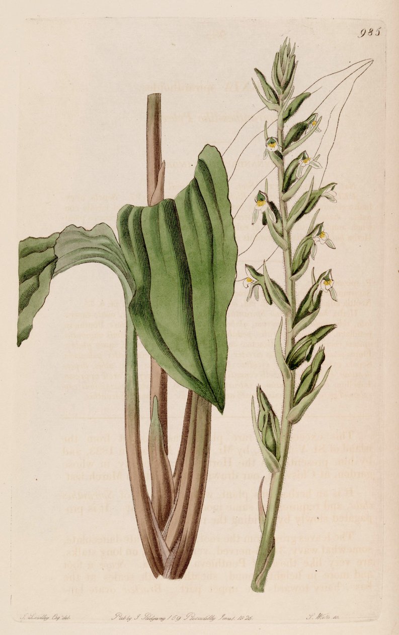 Ilustración de Pelexia adnata (como sin. Pelexia spiranthoides) de John Lindley
