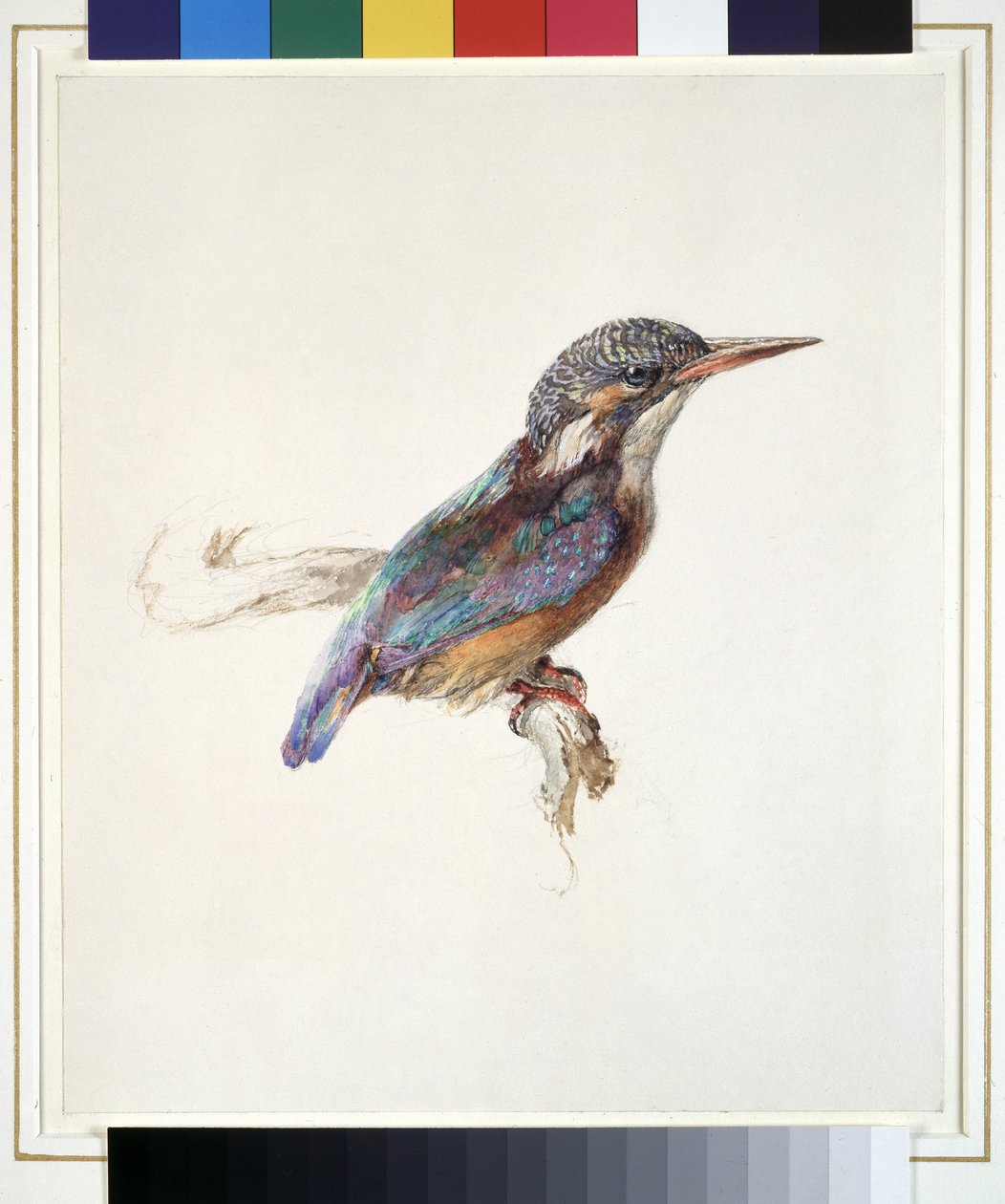 Estudio de un martín pescador, con referencia dominante al color, probablemente octubre de 1871 (acuarela y gouache sobre grafito en papel verjurado) de John Ruskin