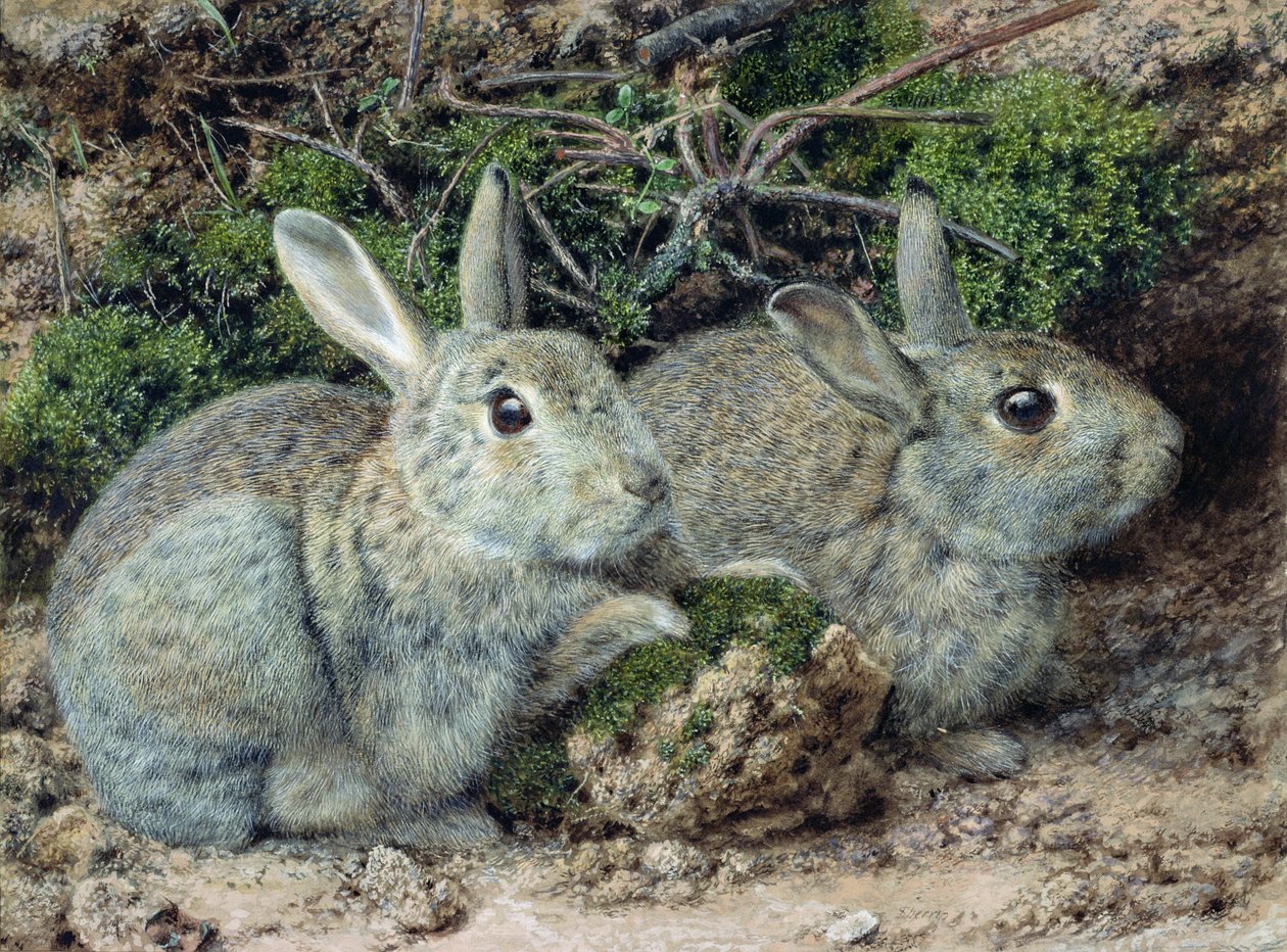 Conejos de John Sherrin