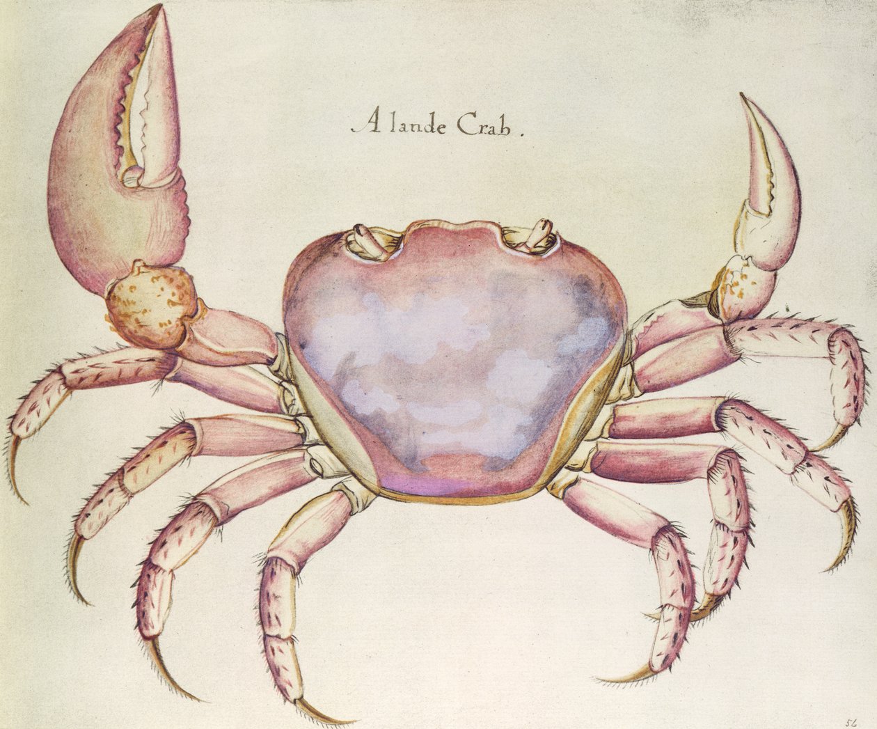 Cangrejo terrestre de John White