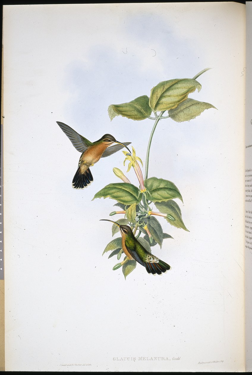 Ermitaño de cola negra (Glaucis Melanura) de John (after) Gould
