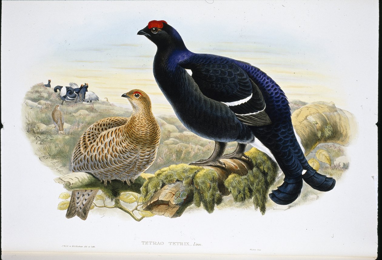 Gallo Lira (Tetrao Tetrix) de John (after) Gould