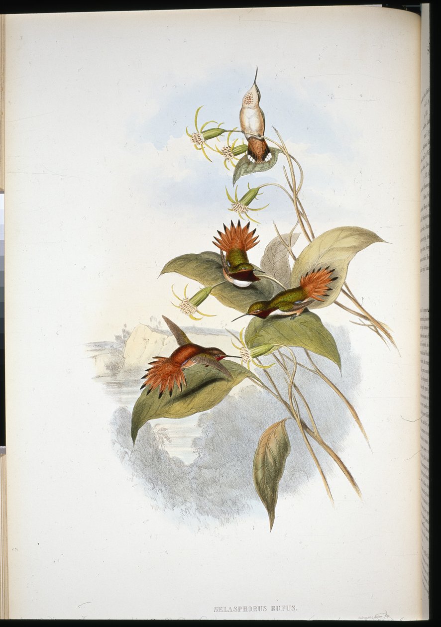 Zafiro de Cabeza Azul (eucephala grayi) (litografía coloreada a mano) de John (after) Gould