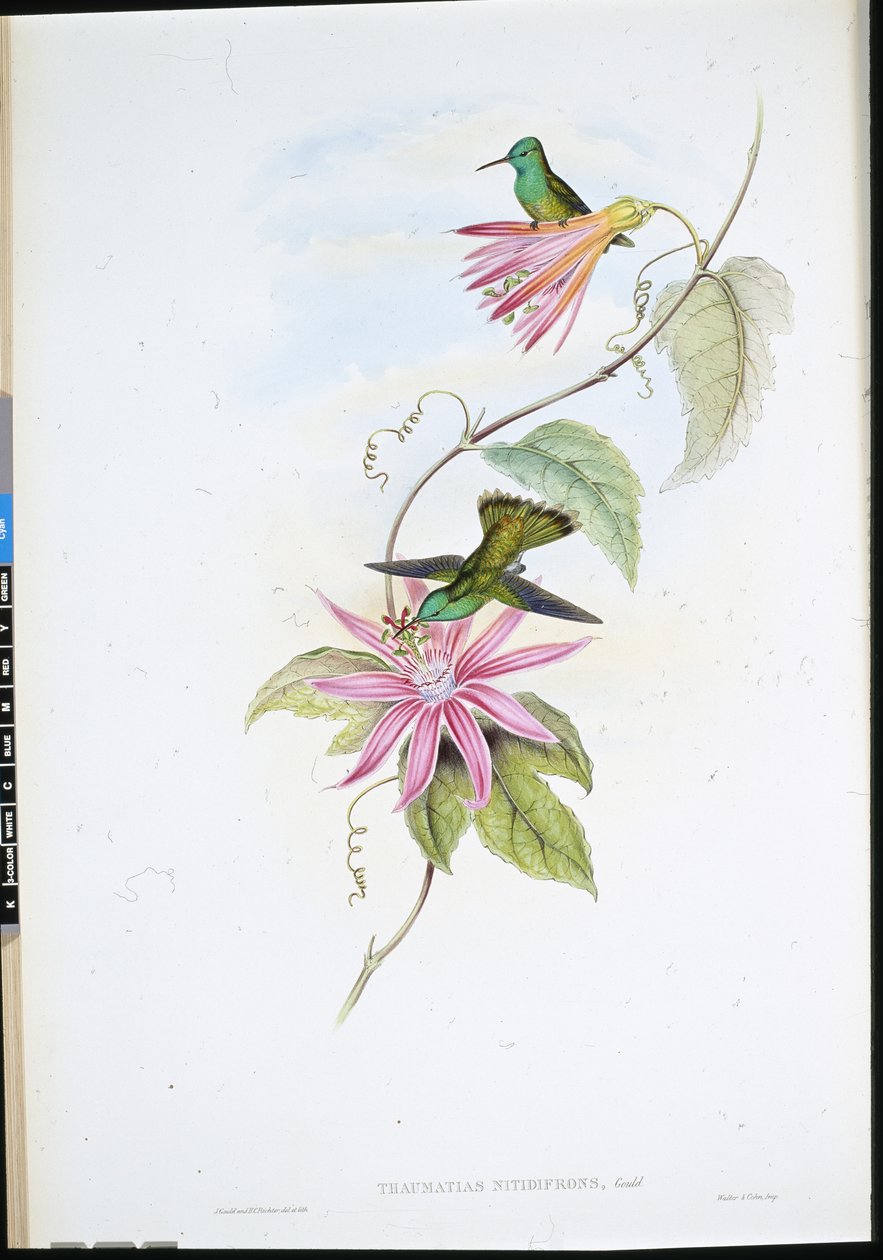 Esmeralda de Frente Brillante (Thaumatias Nitidifrons) (litografía coloreada a mano) de John (after) Gould