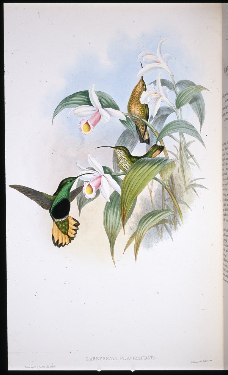 Pecho de Terciopelo de Cola Buff (Lafresnaya Flavicaudata) de John (after) Gould