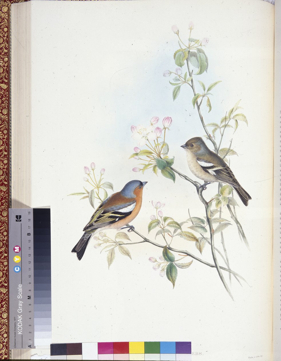 Pinzón vulgar (Fringilla Caelebs) de John (after) Gould