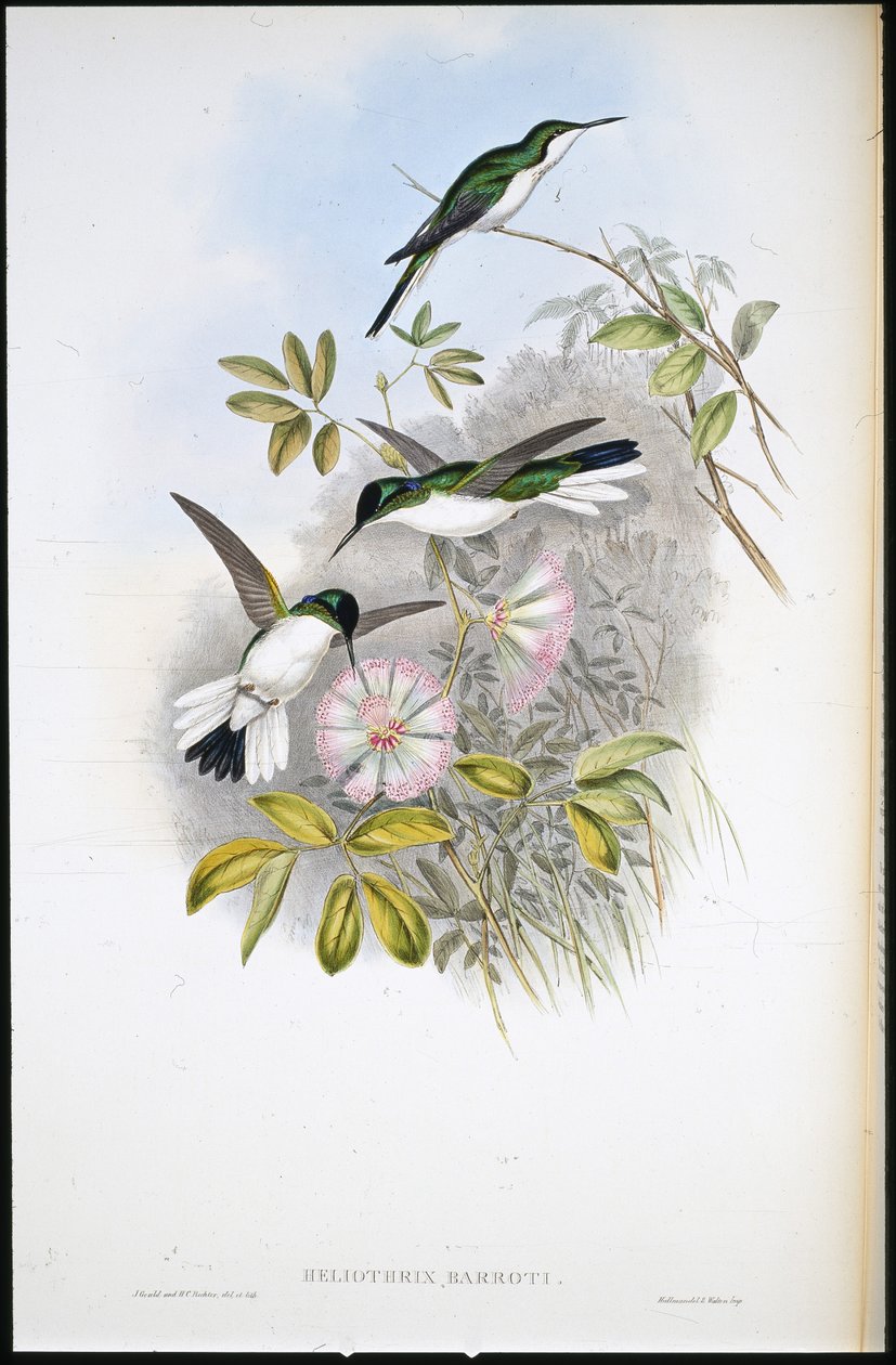 Hada Colombiana (Heliothrix Barroti) (litografía coloreada a mano) de John (after) Gould