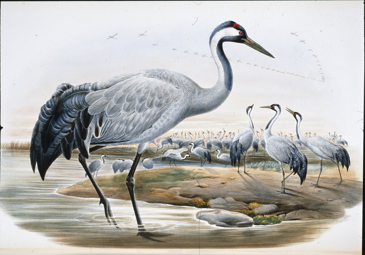 Grulla común (Grus Cinerea) de John (after) Gould