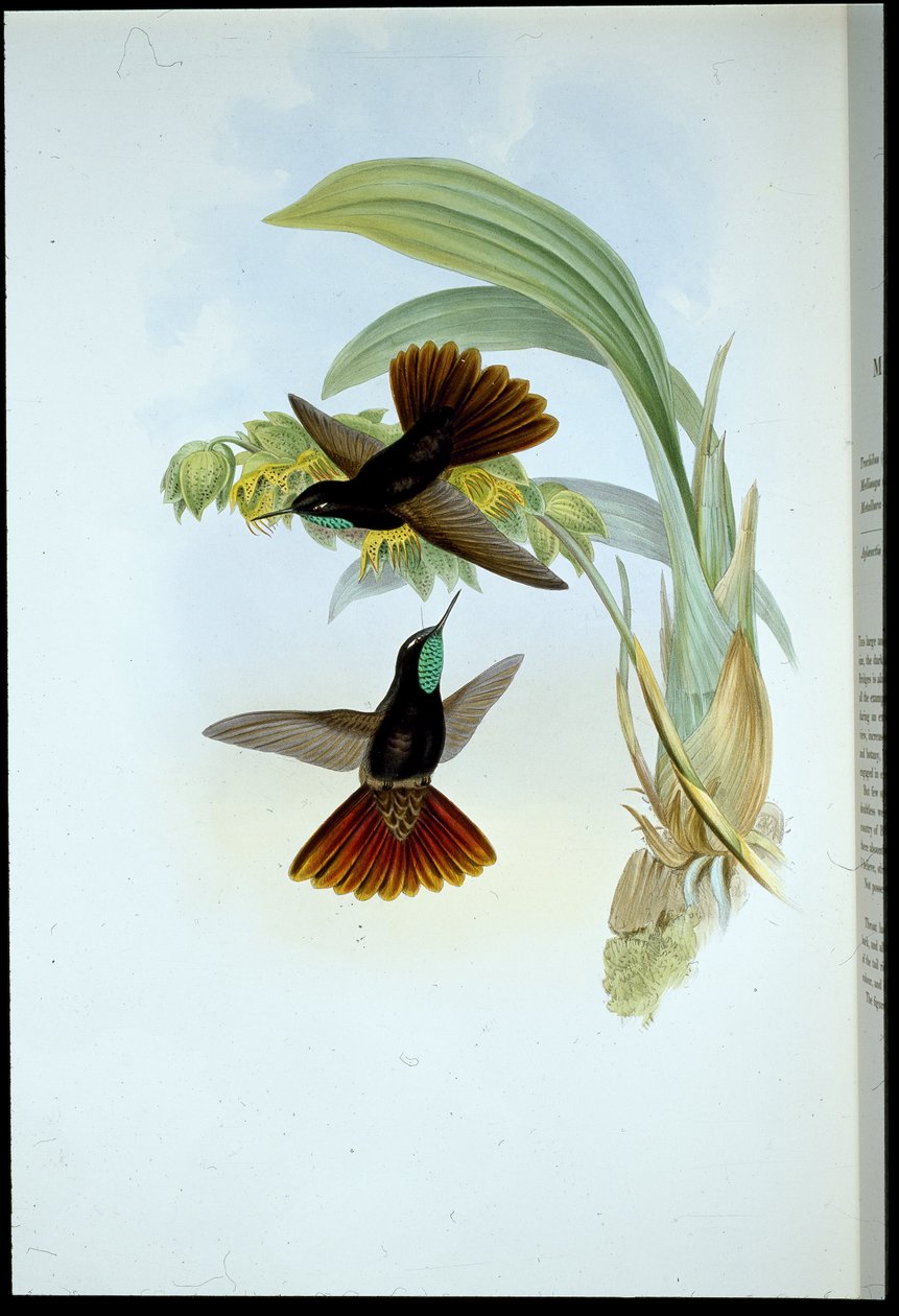 Cola cobriza (Metallura cupreicauda) de John (after) Gould