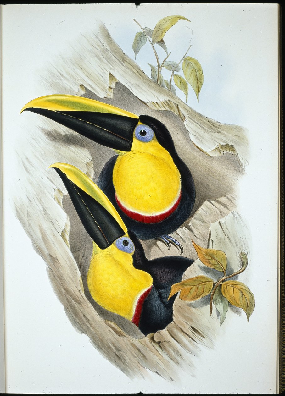 Tucán dudoso (Ramphastos Ambiguus) de John (after) Gould