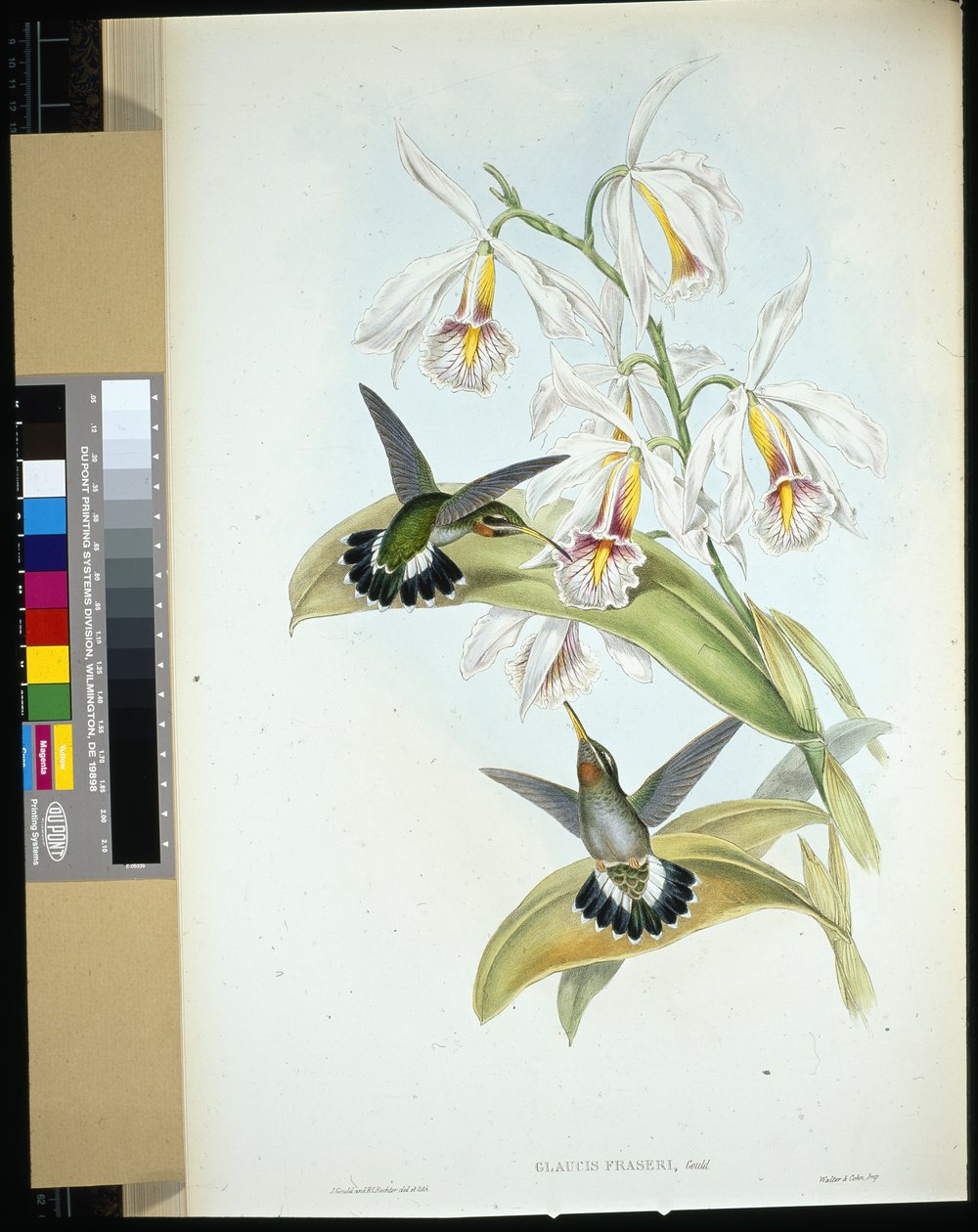 Ermitaño de Fraser (Glaucis Fraseri) de John (after) Gould