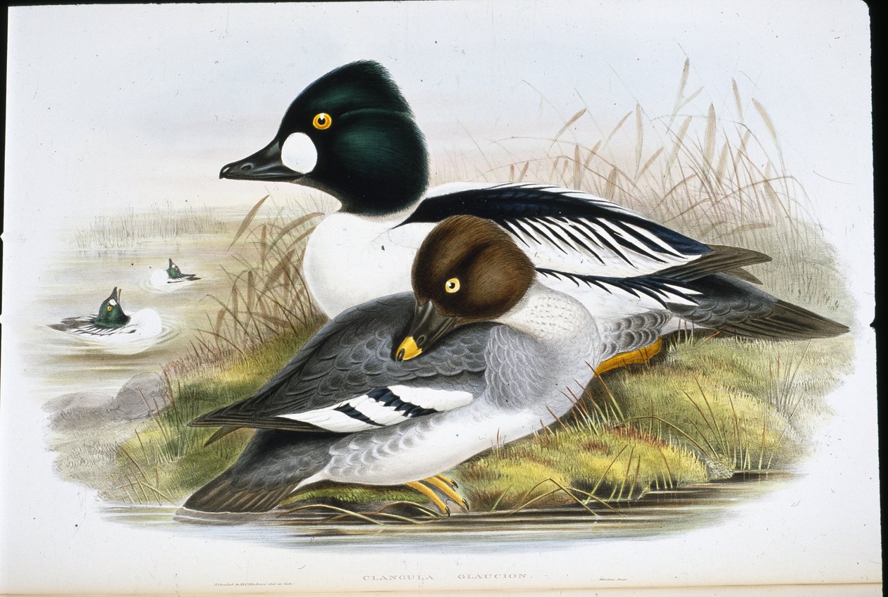 Ojo dorado (Clangula Glaucion) de John (after) Gould