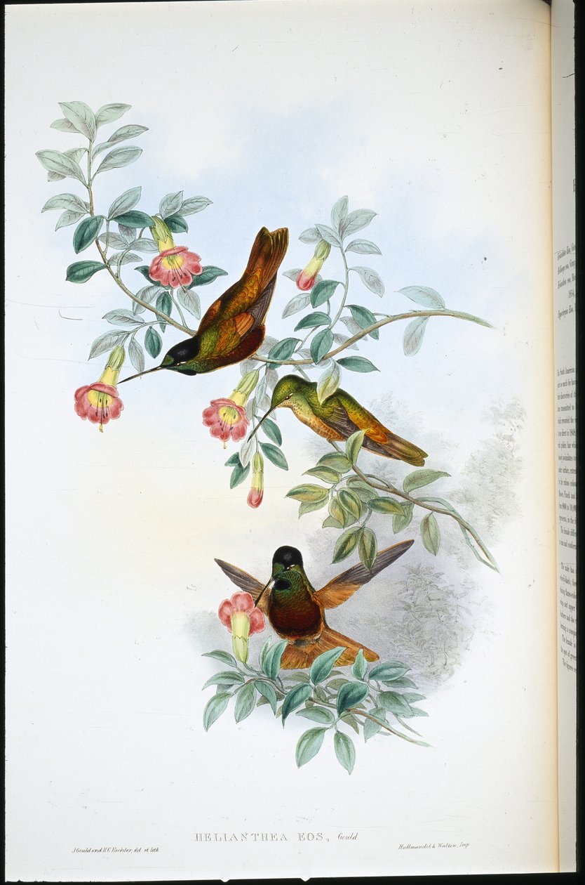 Frontal dorado (Helianthea eos) de John (after) Gould