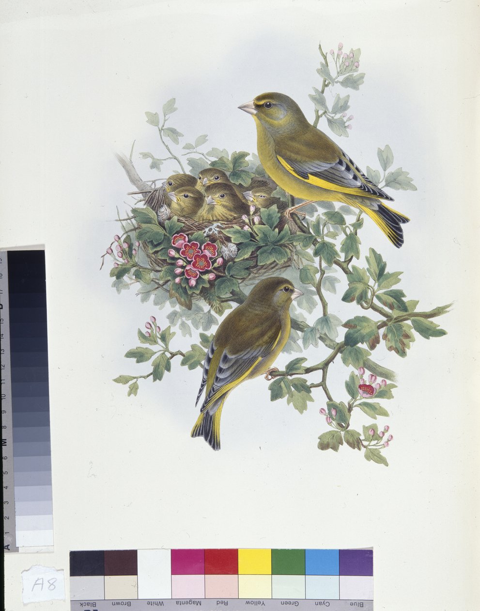 Verderón (Ligurinus chloris) de John (after) Gould