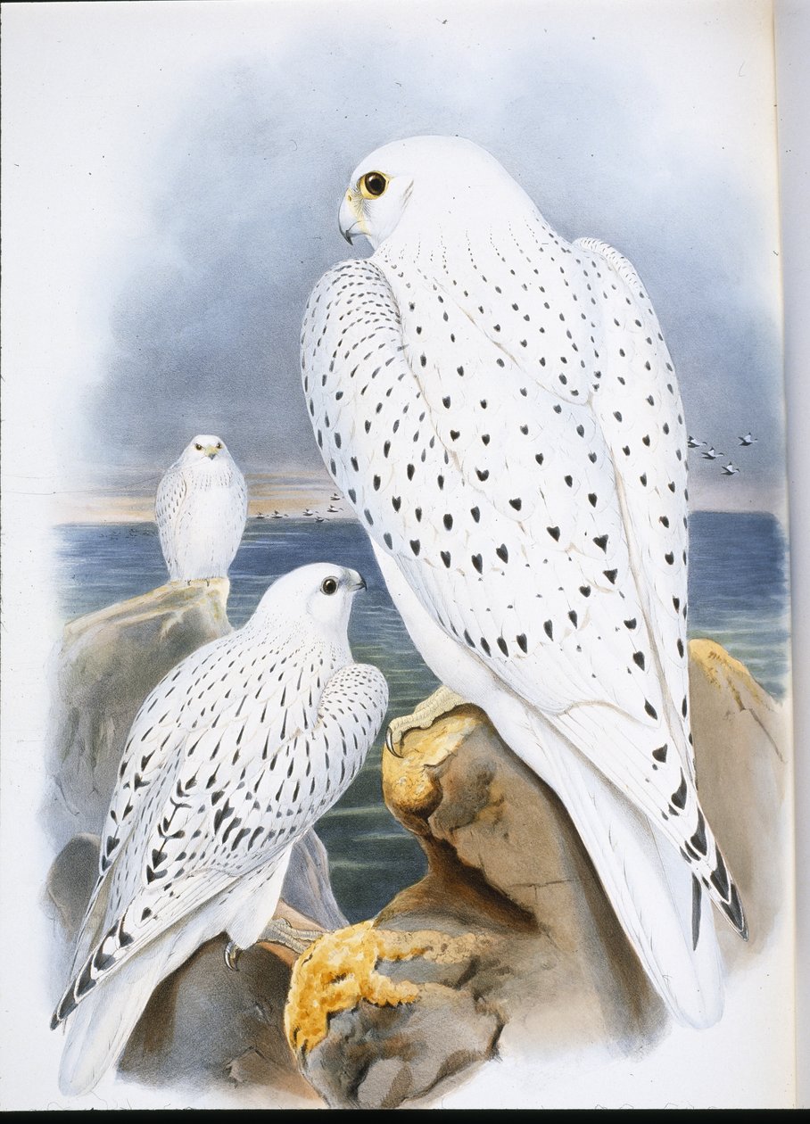 Halcón de Groenlandia (Falco Candicans) de John (after) Gould