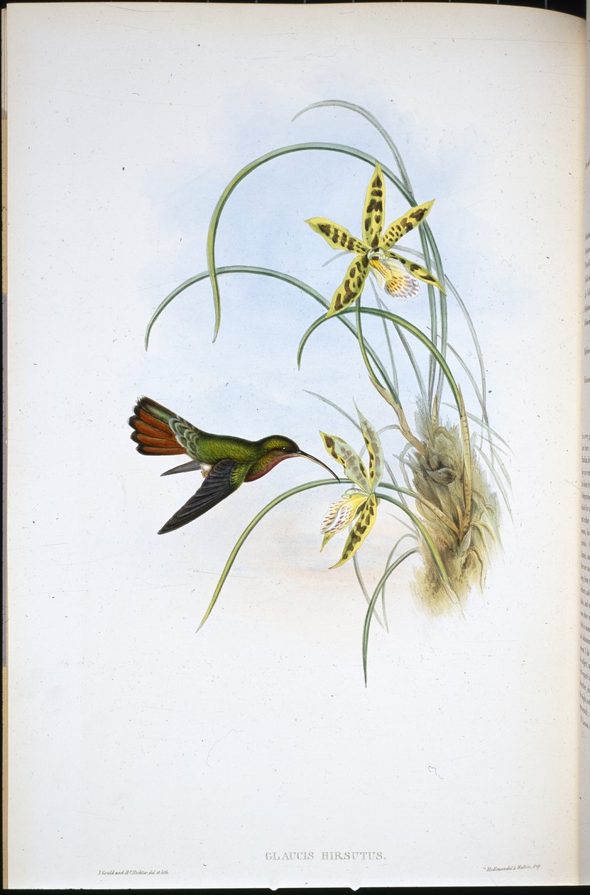Ermitaño Peludo (Glaucis Hirsutus) de John (after) Gould