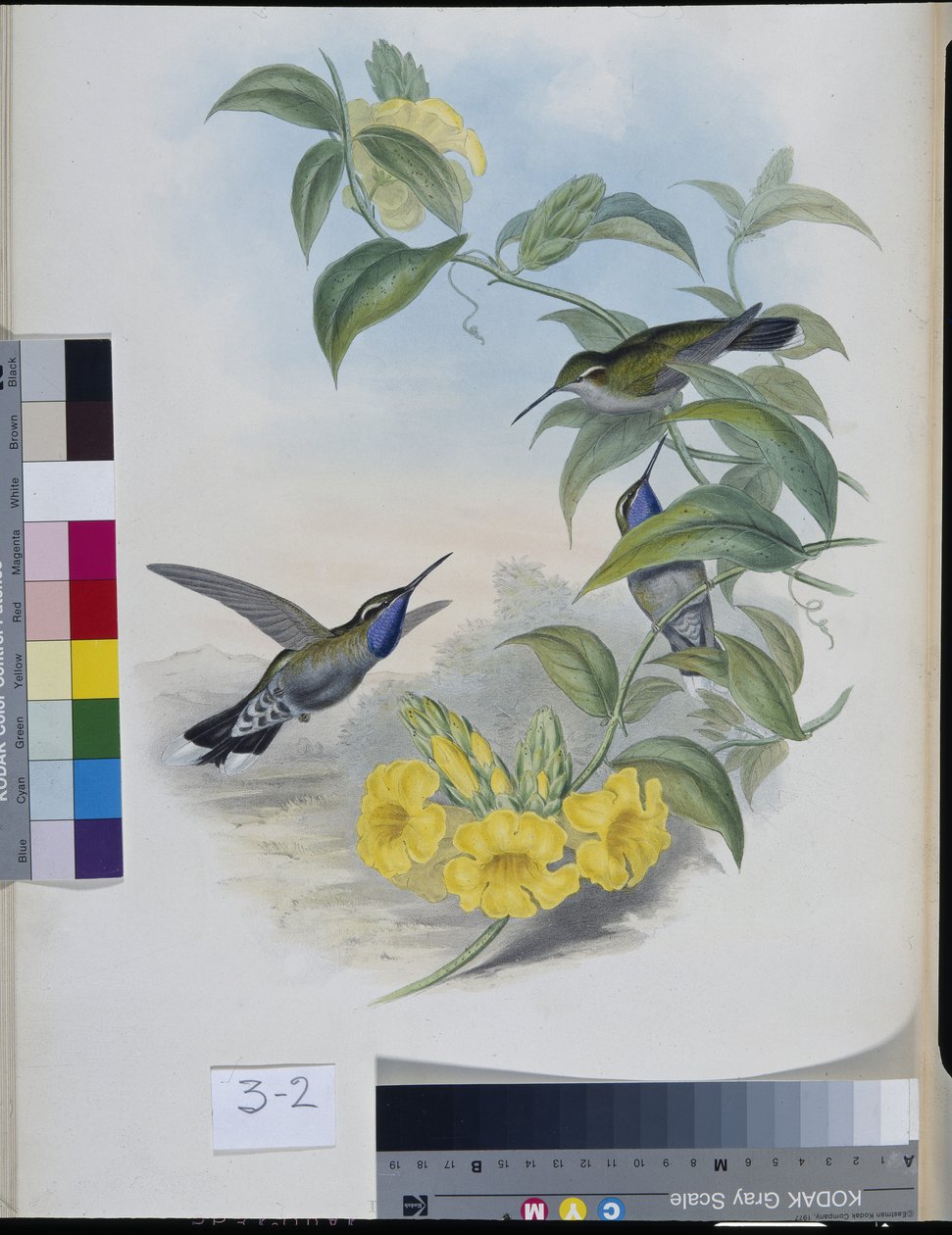 Colibríes (Delattria Clemenciae) (litografía coloreada a mano) de John (after) Gould