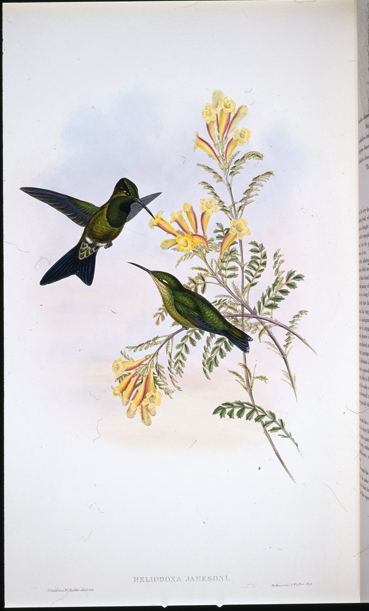 Brillante de Jameson (Heliodoxa Jamesoni) de John (after) Gould