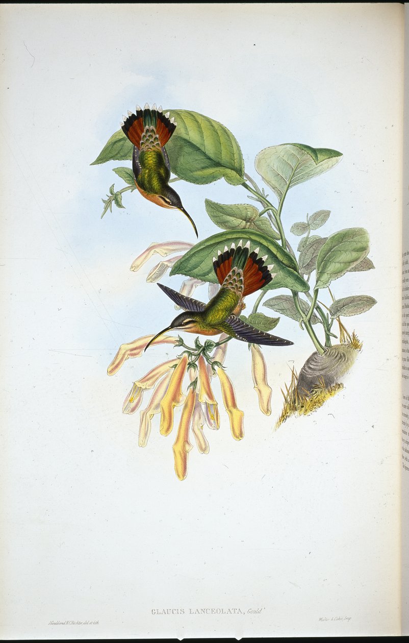Ermitaño Lanceolado (Glaucis Lanceolata) de John (after) Gould