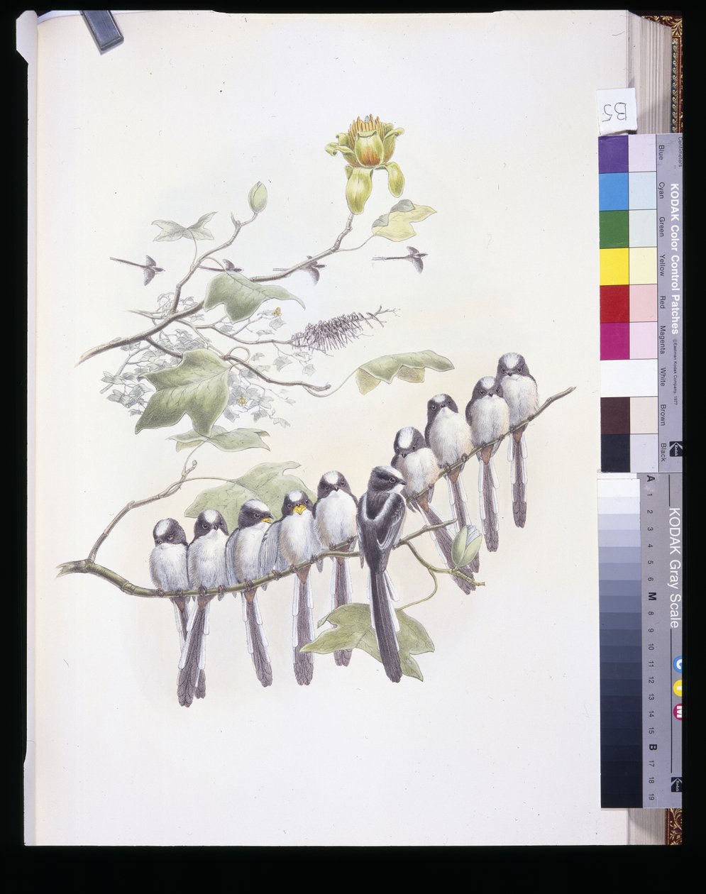 Mito de cola larga (Mecistura Caudata) de John (after) Gould