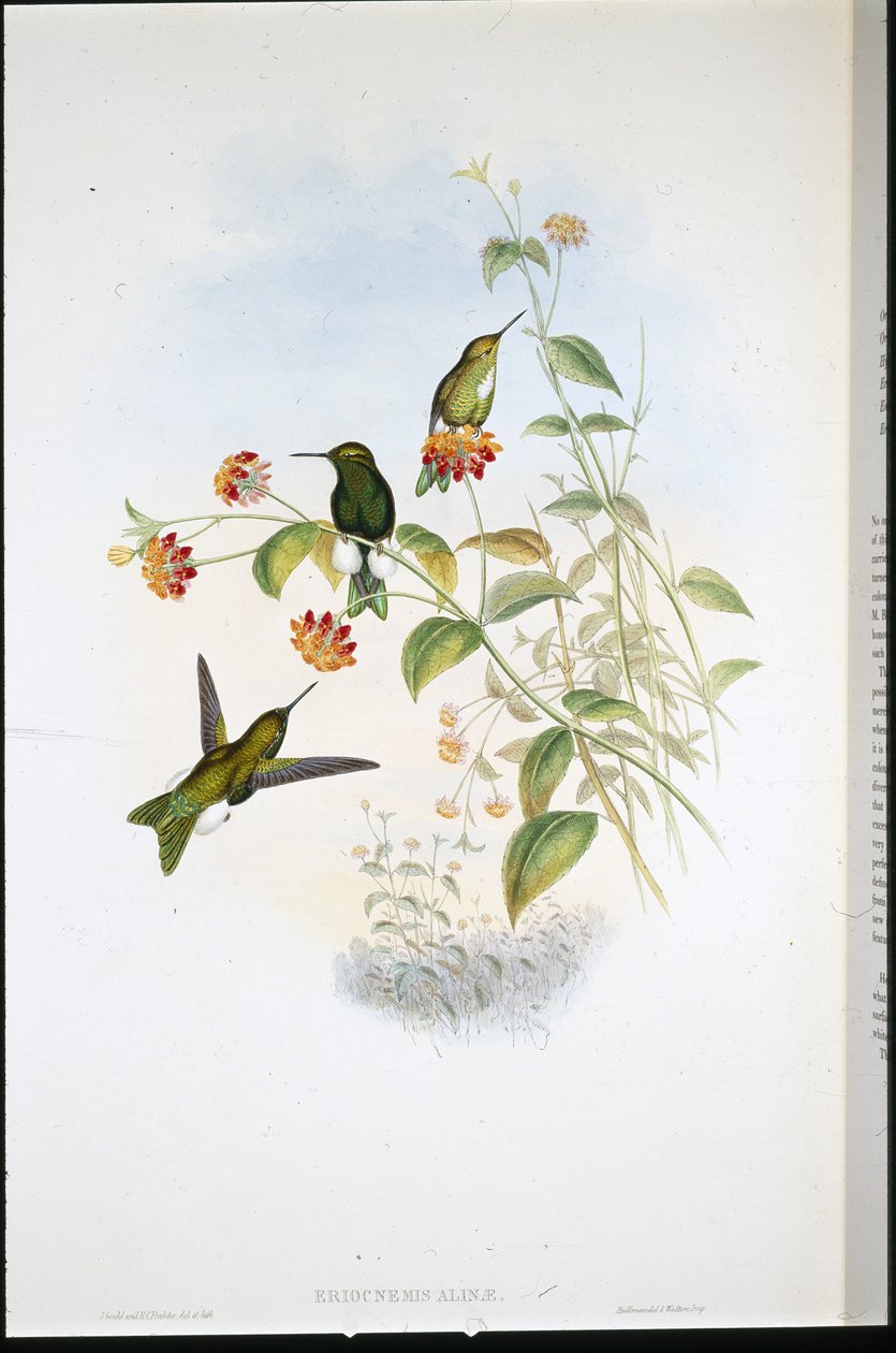 Pata de soplo metálica (Eriocnemis Alinae) de John (after) Gould