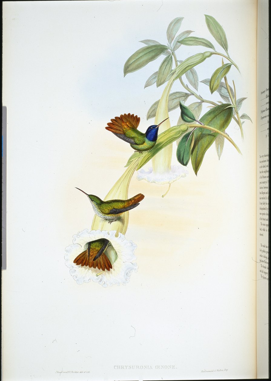 Colibrí de Oenone (Chrysuronia oenone) (litografía coloreada a mano) de John (after) Gould