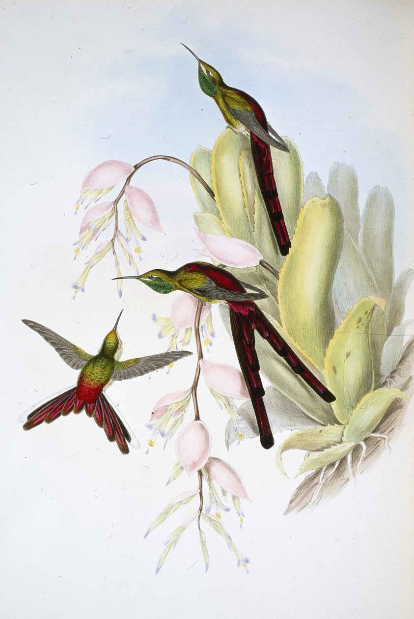 Cometa de Phaon (Cometes Phaon) de John (after) Gould