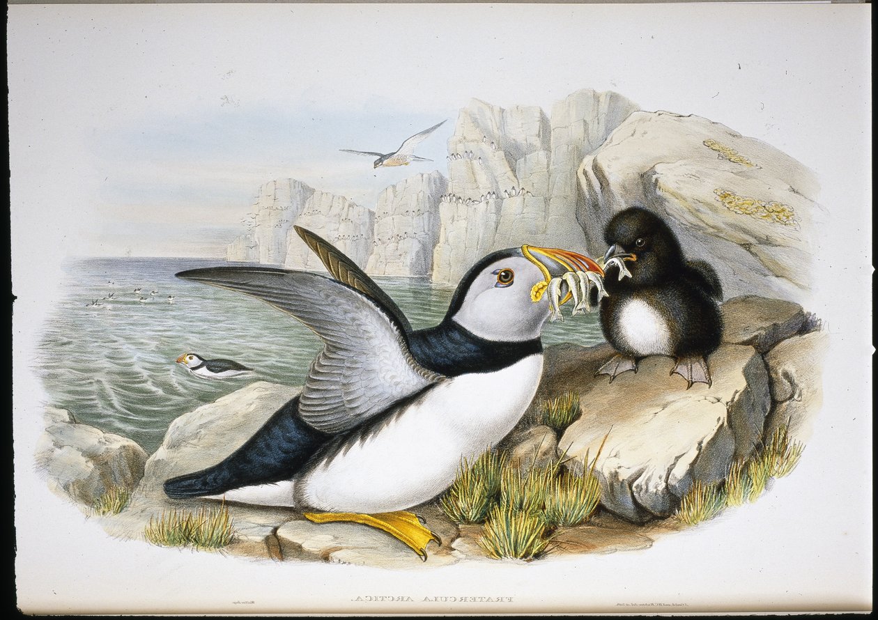 Frailecillo (Fratercula Arctica) de John (after) Gould