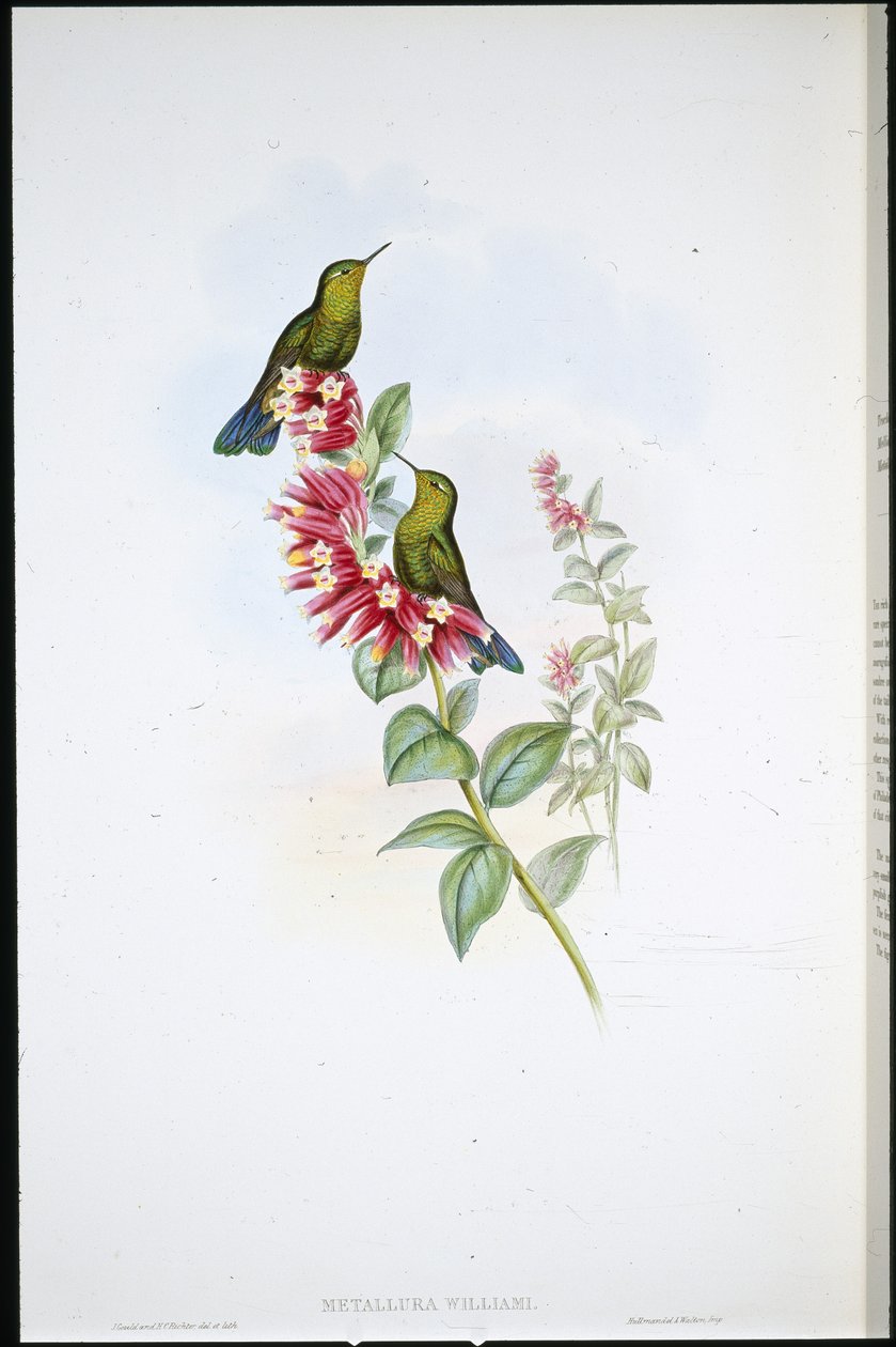 Cola púrpura (Metallura williami) de John (after) Gould