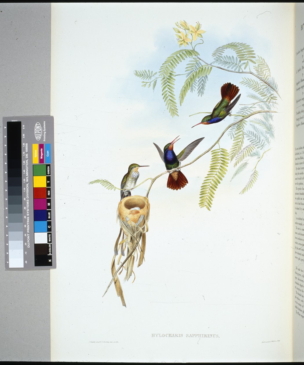Zafiro de garganta roja (Hylocharis sapphirinus) de John (after) Gould