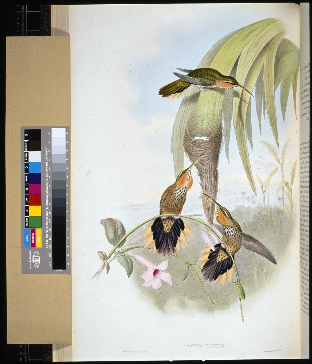 Pico de sierra (grypus naevius) de John (after) Gould