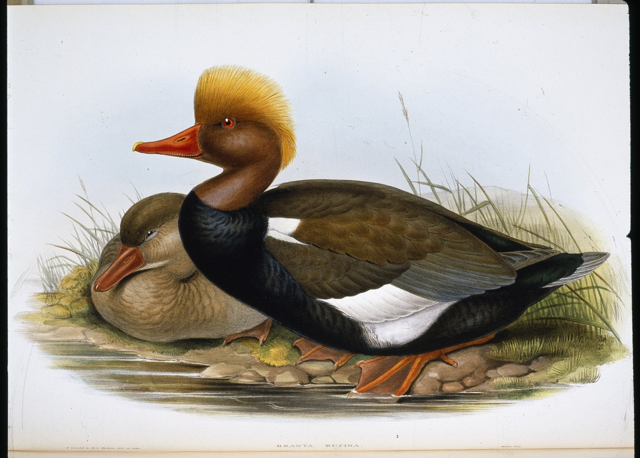 Pato cuchara de John (after) Gould