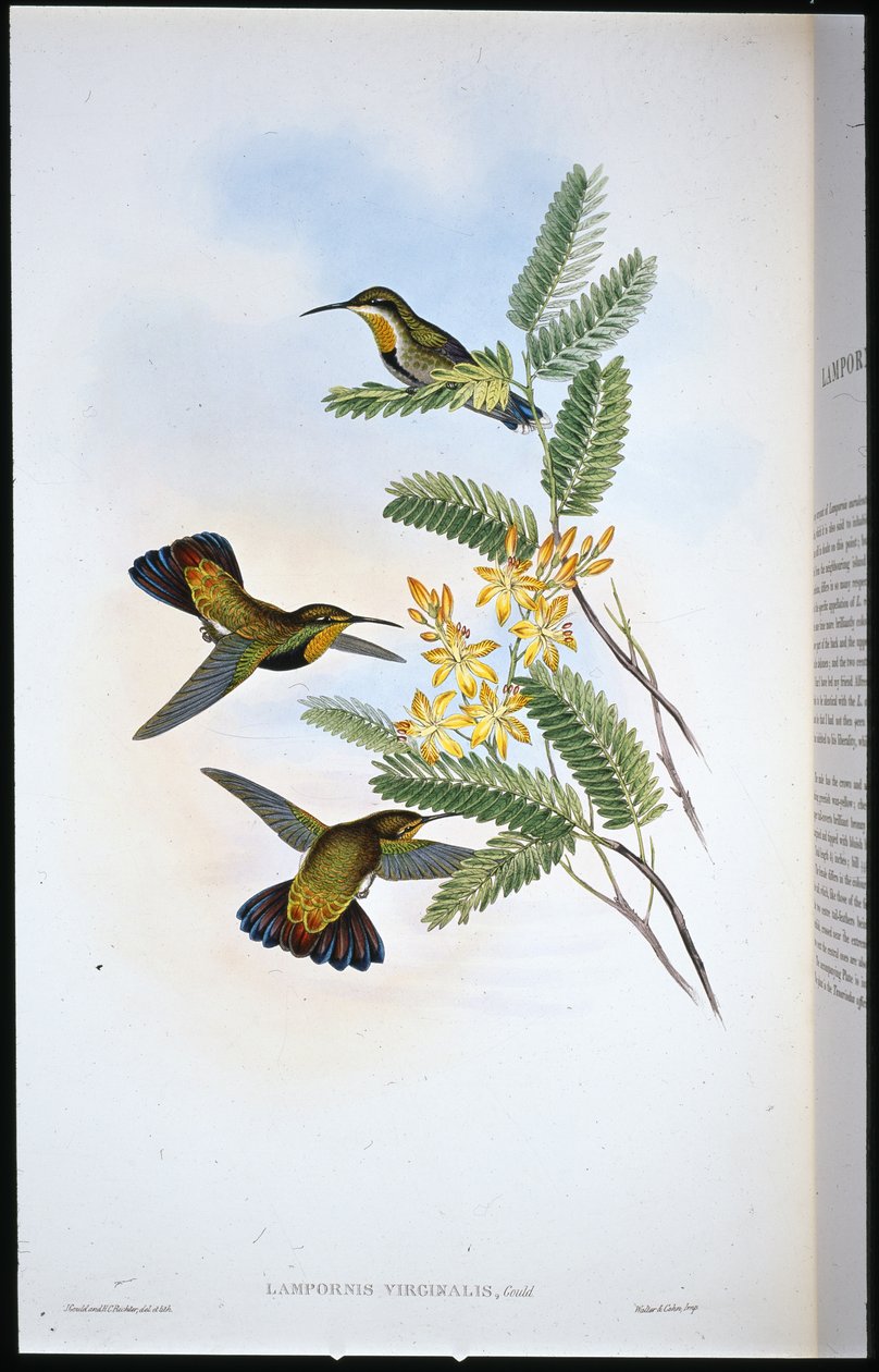 Ala de sable sombrío (Campylopterus Obscurus) de John (after) Gould