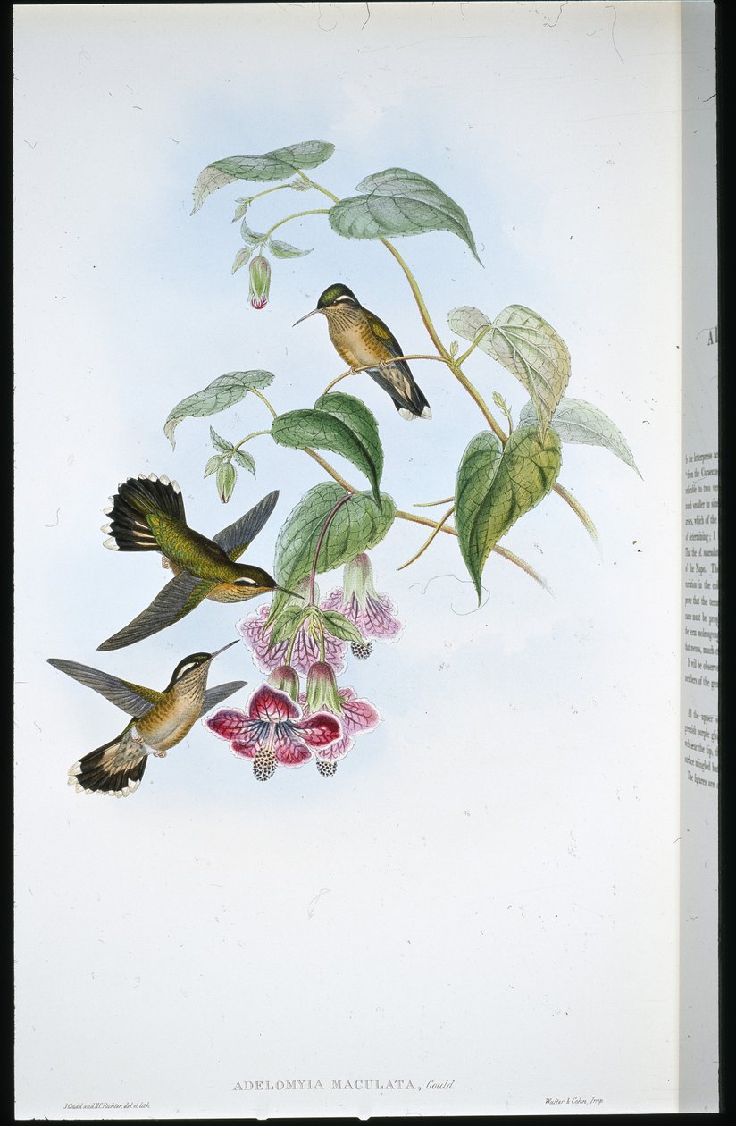 Adelomyia Manchada (Adelomyia Maculata) (litografía coloreada a mano) de John (after) Gould
