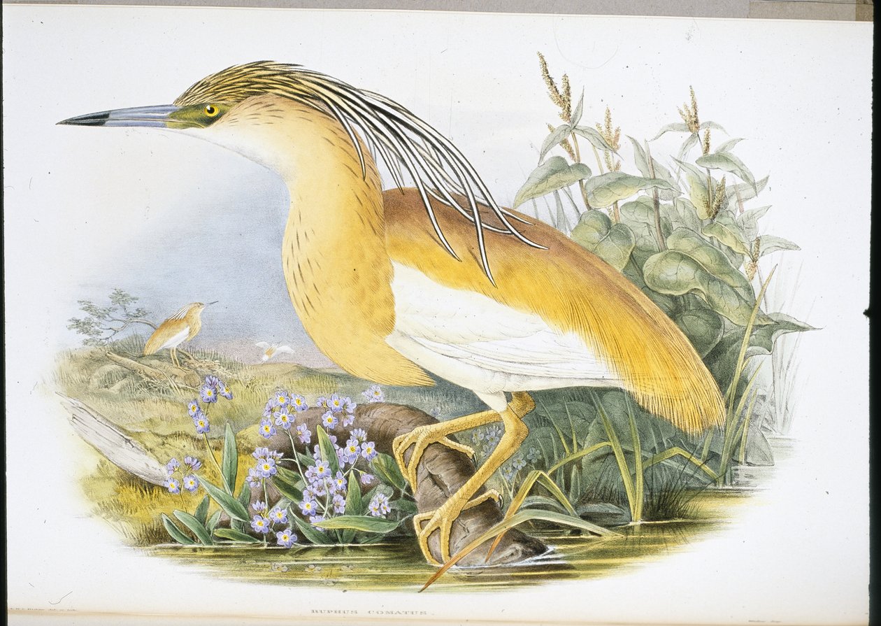 Garcilla cangrejera (Buphus Comatus) de John (after) Gould