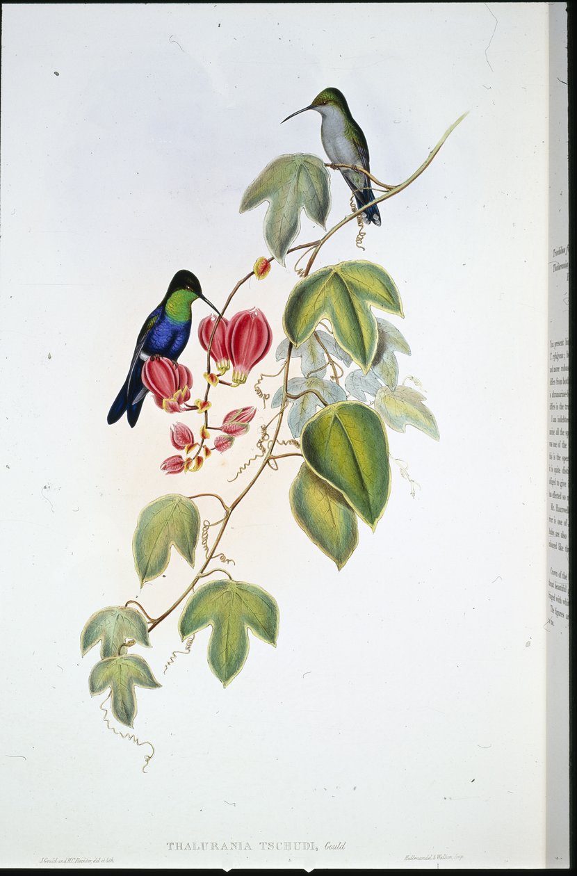 Panoplites de Tschudi (Thalurania Tschudi) de John (after) Gould
