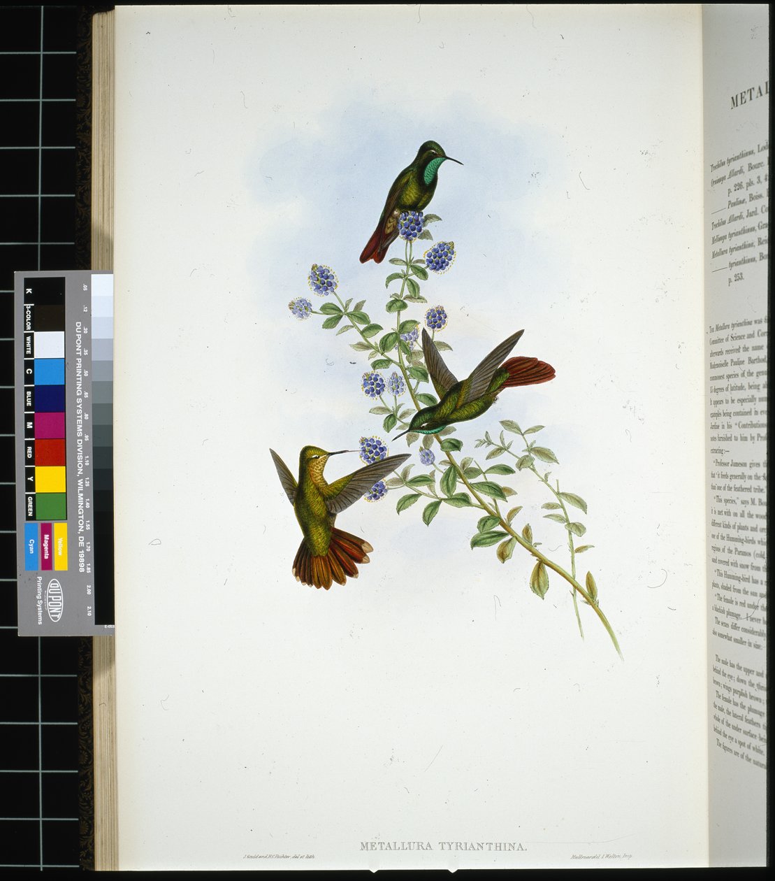 Cola de tirio de John (after) Gould