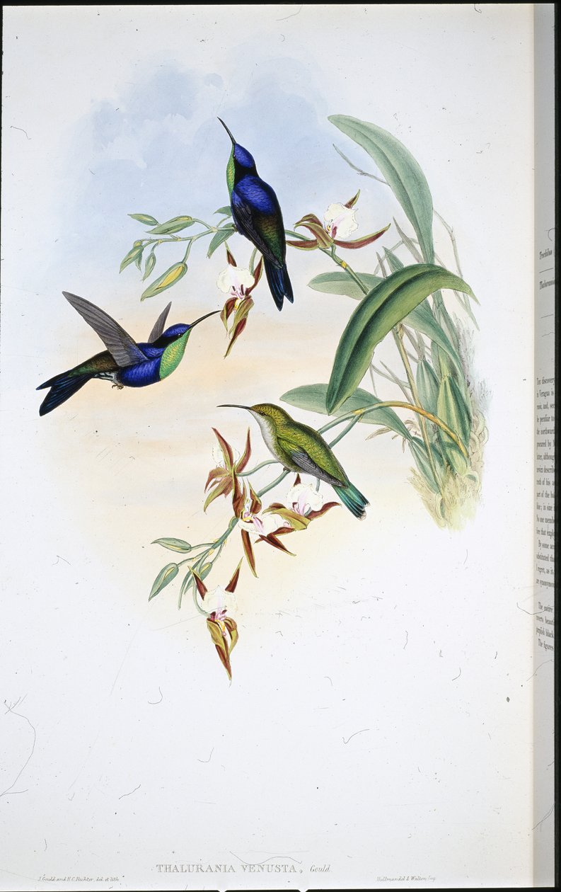 Panoplites veragüense (Thalurania Venusta) de John (after) Gould
