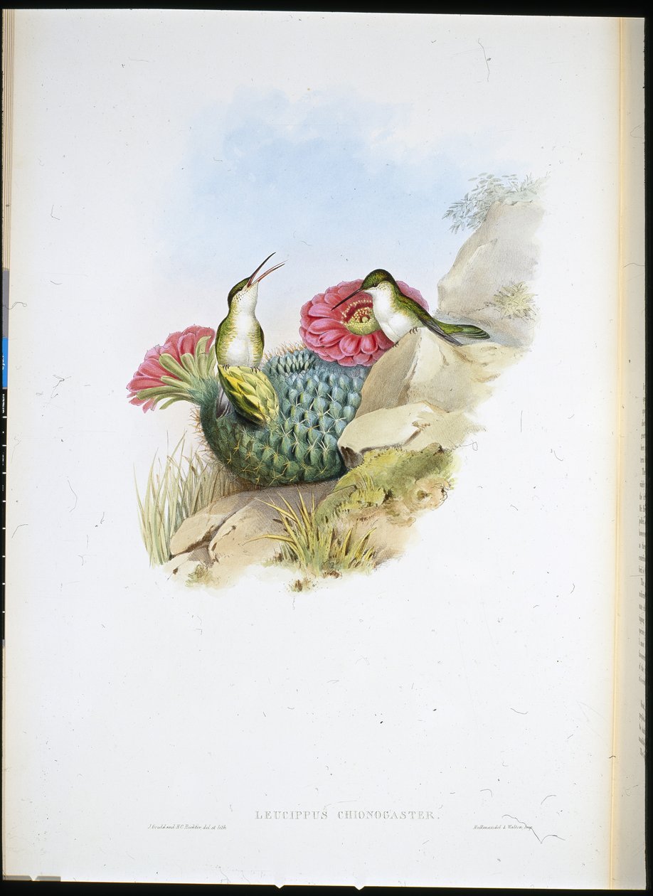 Leucipo de pecho blanco de John (after) Gould