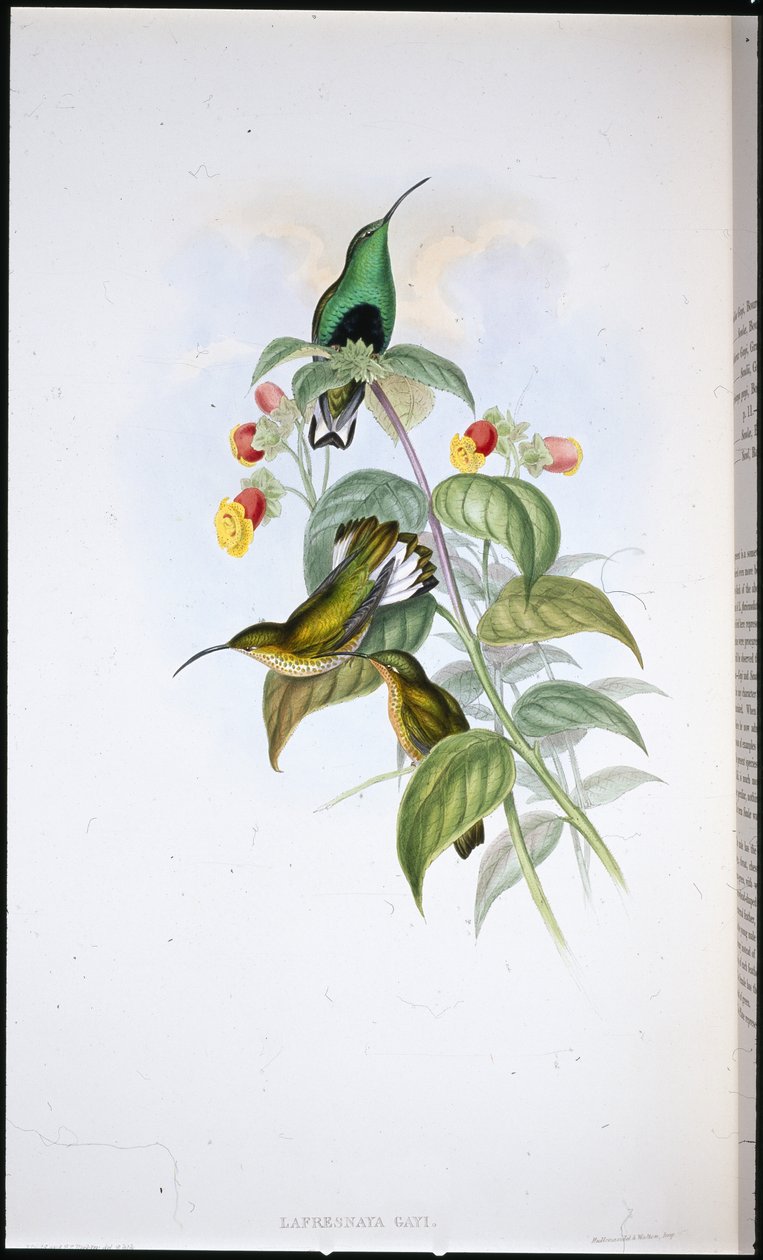 Pecho de terciopelo de cola blanca (Lafresnaya Gayi) de John (after) Gould