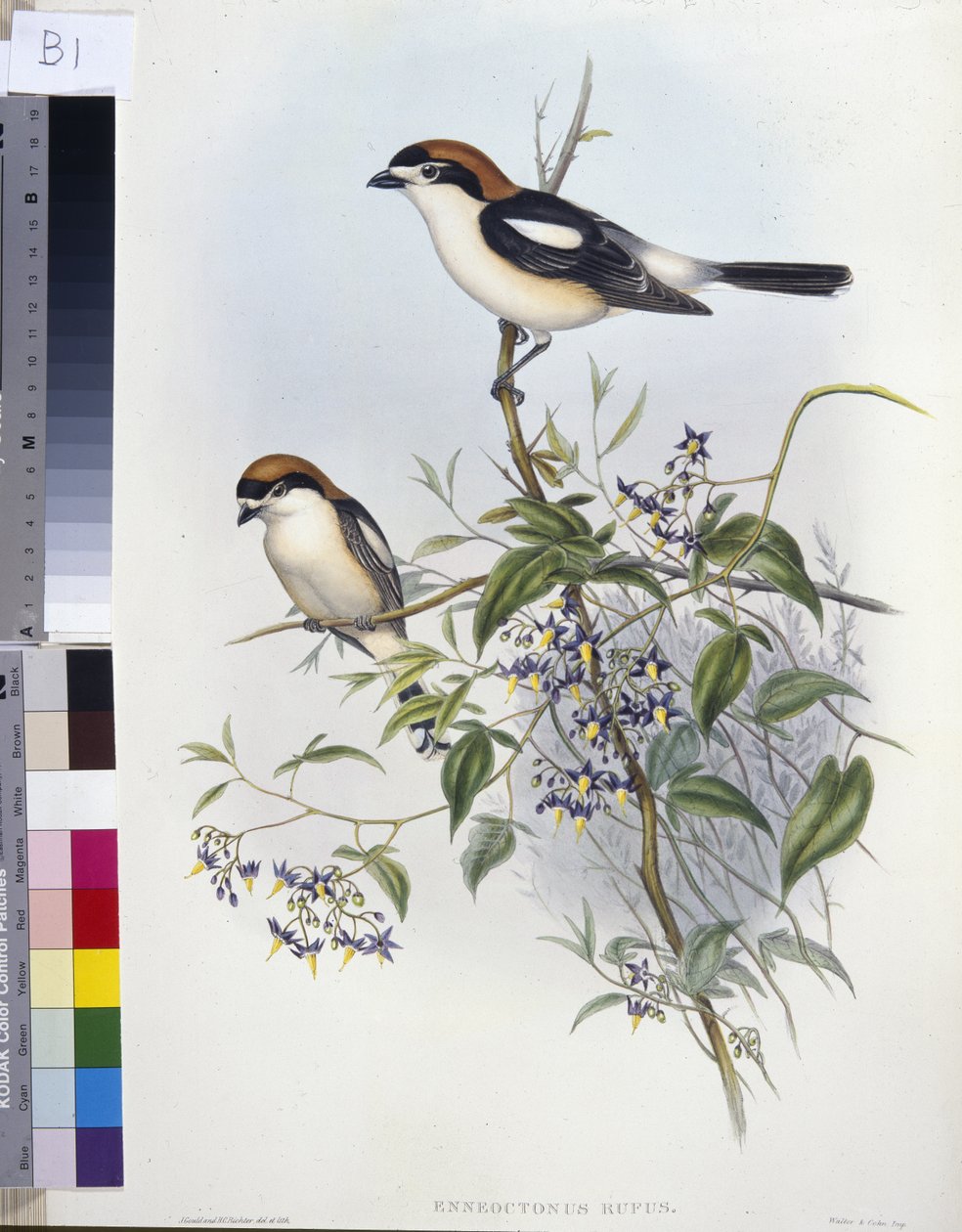 Alcaudón real (Enneoctonus Rufus) de John (after) Gould