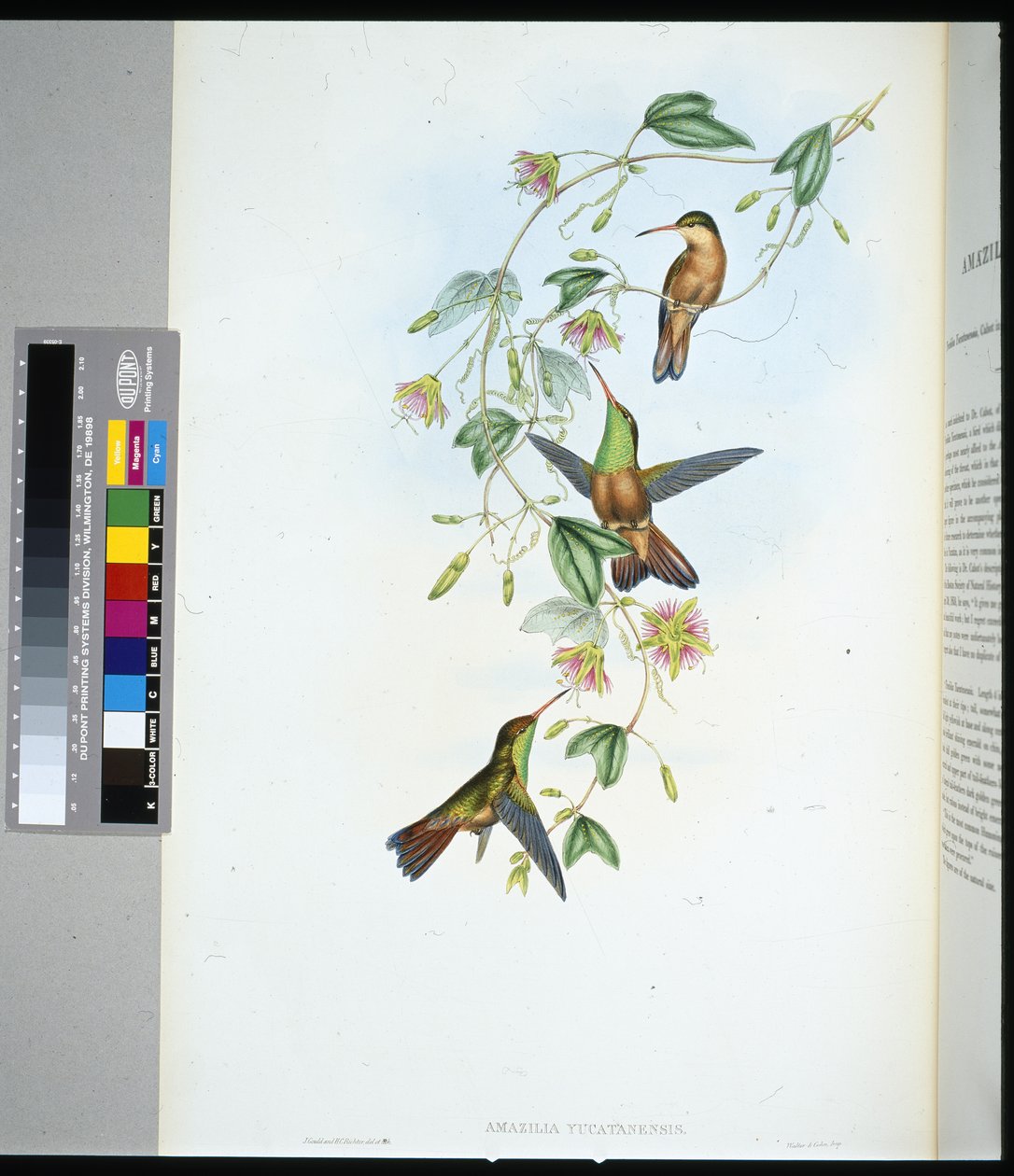 Amazilia de Yucatán de John (after) Gould